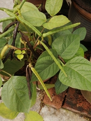 Vigna unguiculata cylindrica