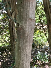 Carpinus laxiflora