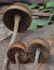 Psilocybe alutacea