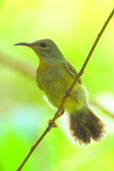 Crimson Sunbird photo 1