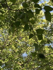 Pteroceltis tatarinowii