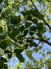 Pteroceltis tatarinowii