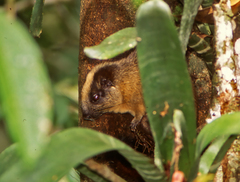 Isothrix bistriata