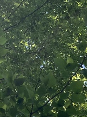 Pteroceltis tatarinowii