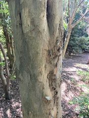 Pteroceltis tatarinowii