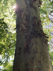 Pteroceltis tatarinowii