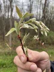 Amelanchier arborea arborea