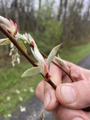 Amelanchier arborea arborea