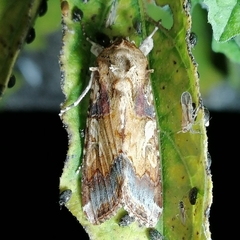 Prodeniini