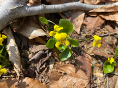 Viola rotundifolia