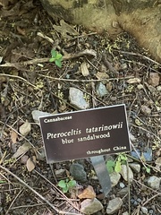 Pteroceltis tatarinowii