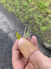Amelanchier arborea arborea