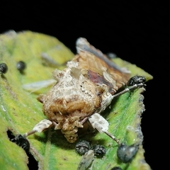 Prodeniini
