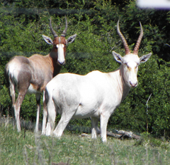 Damaliscus pygargus pygargus