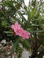 Nerium oleander
