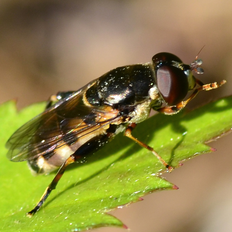 Yellow-thighed Thick-leg Fly
