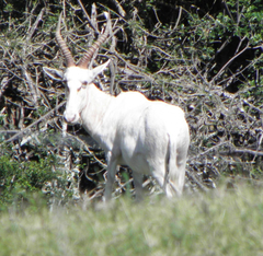 Damaliscus pygargus pygargus