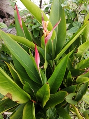 Heliconia psittacorum