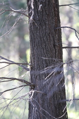 Callitris endlicheri