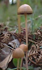 Psilocybe alutacea
