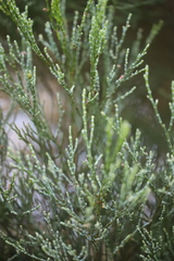 Callitris endlicheri