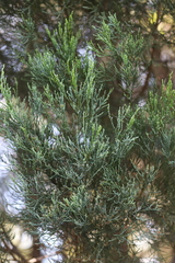 Callitris endlicheri