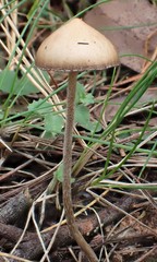 Psilocybe alutacea