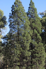 Callitris endlicheri