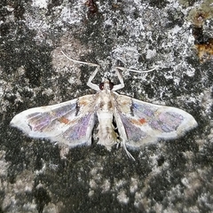 Neoleucinodes elegantalis
