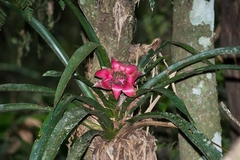 Canistrum cyathiforme