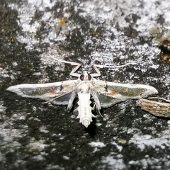 Neoleucinodes elegantalis