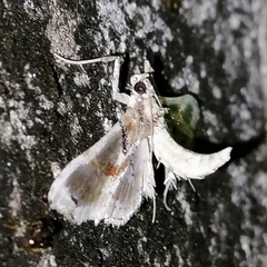 Neoleucinodes elegantalis