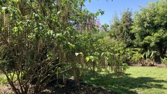 Stachyurus