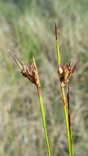 Image of Scleria baldwinii by (c) Jay Horn, some rights reserved (CC BY)