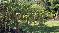 Stachyurus