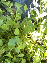Claytonia perfoliata
