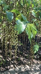 Stachyurus