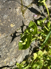 Claytonia perfoliata