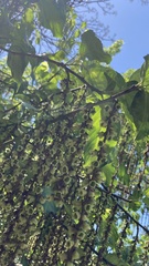 Stachyurus