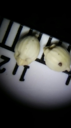 Image of Scleria baldwinii by (c) Jay Horn, some rights reserved (CC BY)
