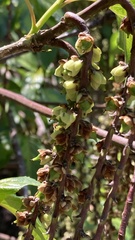 Stachyurus