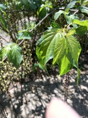 Stachyurus