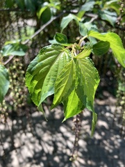 Stachyurus