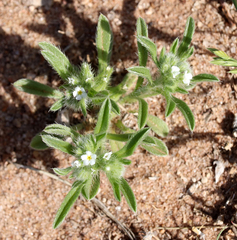 Cryptantha crassisepala crassisepala