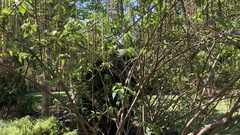 Stachyurus