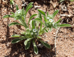 Cryptantha crassisepala crassisepala
