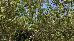 Stachyurus