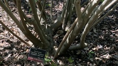 Stachyurus