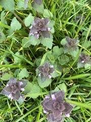 Lamium purpureum