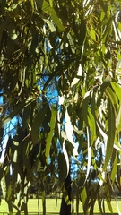 Eucalyptus crebra